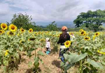 Estudiantes de Escuela Libre Jamundí caminando entre un cultivo de girasoles con montañas de fondo durante su salida pedagógica Waldorf.