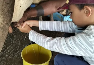 Un adulto guía con cuidado las manos de un niño estudiante de la Escuela Libre para ordeñar una vaca, aprendiendo oficios tradicionales.